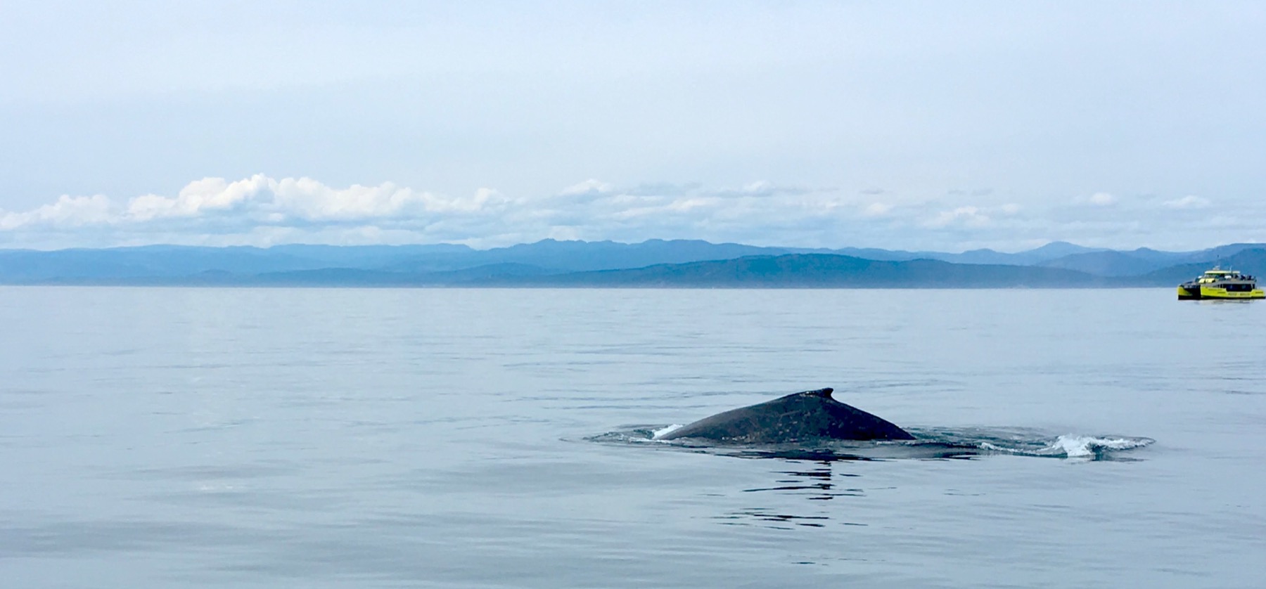 One of the four humpback whales we encountered! One of the four humpback whales we encountered!